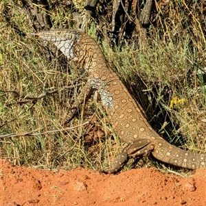 Varanus giganteus at Ajana, WA - 22 Oct 2024 07:01 PM