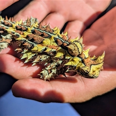 Moloch horridus (Thorny Devil) at Kalbarri, WA - 22 Oct 2024 by HelenCross