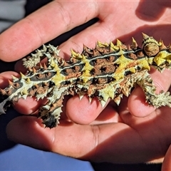 Moloch horridus at Kalbarri, WA - 22 Oct 2024 05:51 PM