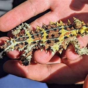 Moloch horridus at Kalbarri, WA - 22 Oct 2024 05:51 PM