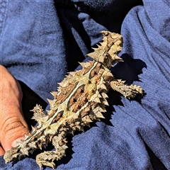 Moloch horridus at Kalbarri National Park, WA - 22 Oct 2024 05:46 PM