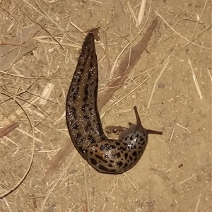 Limax maximus at Bonython, ACT - 22 Oct 2024