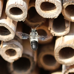 Megachile lucidiventris at Keiraville, NSW - 27 Dec 2019