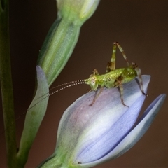 Caedicia simplex (Common Garden Katydid) at Penrose, NSW - 22 Oct 2024 by Aussiegall