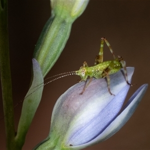 Caedicia simplex at Penrose, NSW - 22 Oct 2024