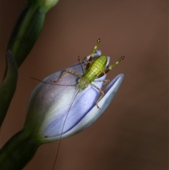 Caedicia simplex at Penrose, NSW - 22 Oct 2024