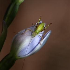 Caedicia simplex at Penrose, NSW - suppressed