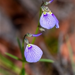 Hybanthus monopetalus at Penrose, NSW - 22 Oct 2024 by Aussiegall