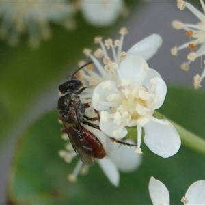 Exoneura sp. (genus) at Hall, ACT by Anna123