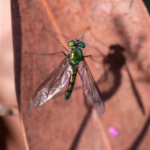 Heteropsilopus sp. (genus) at Penrose, NSW - 22 Oct 2024