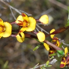 Diuris semilunulata (Late Leopard Orchid) at Tharwa, ACT - 22 Oct 2024 by Harrisi