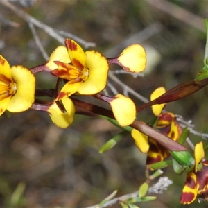 Diuris semilunulata at Tharwa, ACT - suppressed