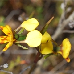 Diuris semilunulata at Tharwa, ACT - 22 Oct 2024