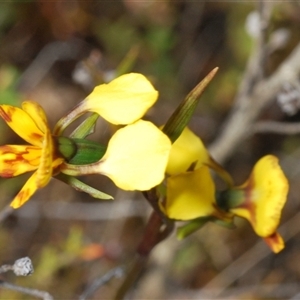 Diuris semilunulata at Tharwa, ACT - suppressed