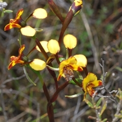 Diuris semilunulata at Tharwa, ACT - suppressed