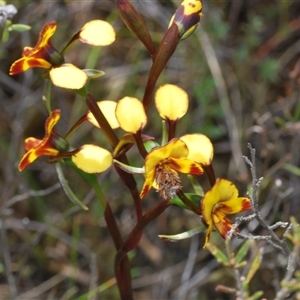 Diuris semilunulata at Tharwa, ACT - 22 Oct 2024