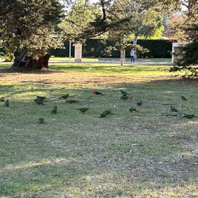 Alisterus scapularis (Australian King-Parrot) at Parkes, ACT - 21 Oct 2024 by BruceG