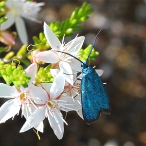 Pollanisus (genus) at Tharwa, ACT - 22 Oct 2024