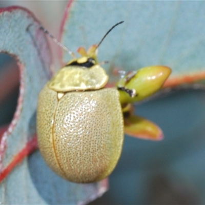 Paropsis porosa (A eucalyptus leaf beetle) at Tharwa, ACT - 22 Oct 2024 by Harrisi