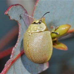 Paropsis porosa at Tharwa, ACT - 22 Oct 2024