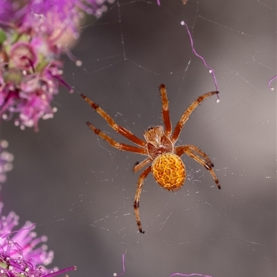 Salsa sp. (genus) at Penrose, NSW - 22 Oct 2024 by Aussiegall