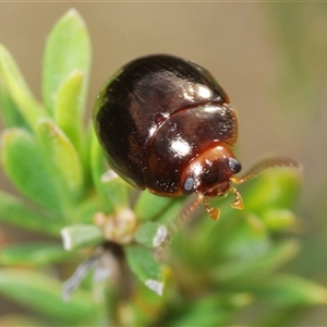 Paropsisterna rufipes at Tharwa, ACT - 22 Oct 2024