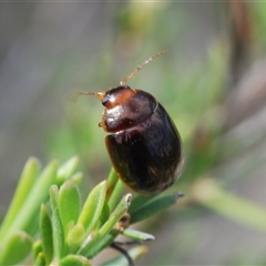 Paropsisterna rufipes at Tharwa, ACT - 22 Oct 2024