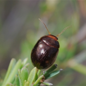 Paropsisterna rufipes at Tharwa, ACT - 22 Oct 2024