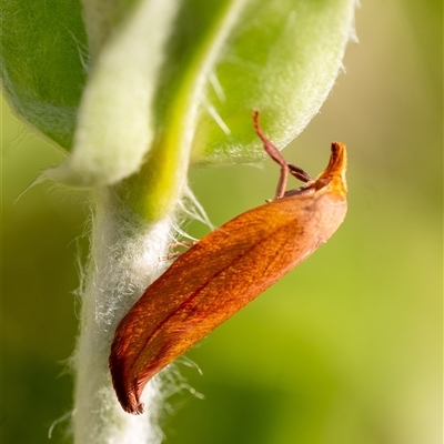 Wingia aurata (Golden Leaf Moth) at Penrose, NSW - 22 Oct 2024 by Aussiegall