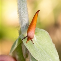 Wingia aurata at Penrose, NSW - 22 Oct 2024