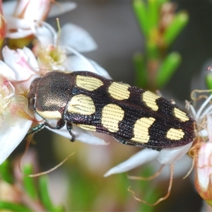 Castiarina decemmaculata (Ten-spot Jewel Beetle) at Kambah, ACT by Harrisi