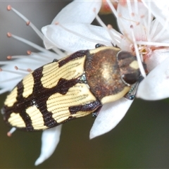 Castiarina decemmaculata at Kambah, ACT - 22 Oct 2024