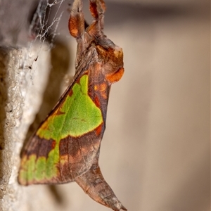 Aenetus ligniveren at Penrose, NSW - suppressed