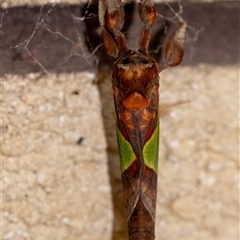 Aenetus ligniveren at Penrose, NSW - suppressed