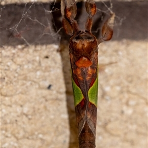 Aenetus ligniveren at Penrose, NSW - suppressed