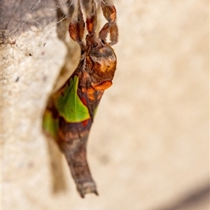 Aenetus ligniveren at Penrose, NSW - suppressed