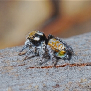 Maratus plumosus at Kambah, ACT - 22 Oct 2024