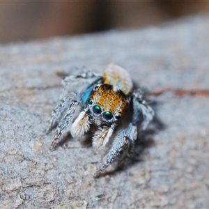 Maratus plumosus at Kambah, ACT - 22 Oct 2024 05:13 PM