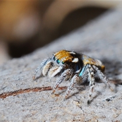 Maratus plumosus at Kambah, ACT - 22 Oct 2024