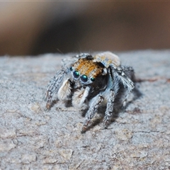 Maratus plumosus at Kambah, ACT - 22 Oct 2024 05:13 PM