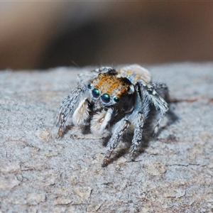 Maratus plumosus at Kambah, ACT - 22 Oct 2024