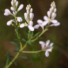 Comesperma ericinum (Heath Milkwort) at Penrose, NSW - 22 Oct 2024 by Aussiegall