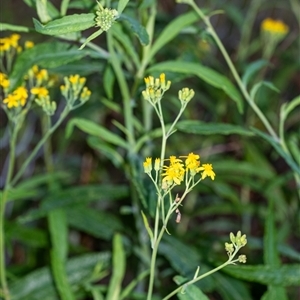 Senecio linearifolius at Penrose, NSW - suppressed