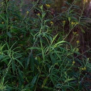 Senecio linearifolius at Penrose, NSW - suppressed