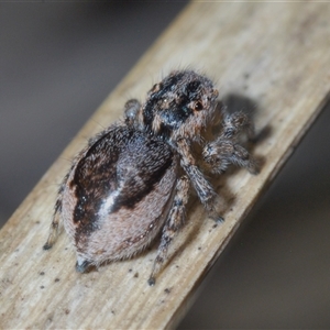 Maratus plumosus at Uriarra Village, ACT - 22 Oct 2024