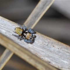 Maratus plumosus at Uriarra Village, ACT - 22 Oct 2024