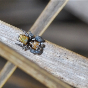 Maratus plumosus at Uriarra Village, ACT - 22 Oct 2024