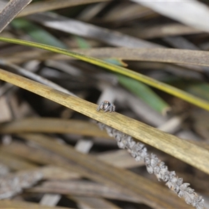 Maratus plumosus at Uriarra Village, ACT - 22 Oct 2024