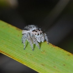 Maratus plumosus at Uriarra Village, ACT - 22 Oct 2024