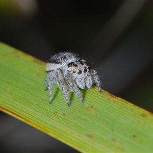 Maratus plumosus at Uriarra Village, ACT - 22 Oct 2024